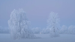 Snow-covered willow and birch trees in a frozen landscape under pale winter sky.