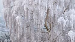 Frost-covered birch trees with drooping branches laden with white ice crystals in winter landscape.