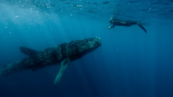 Sperm whale swimming underwater with a freediver in the background in deep blue ocean water.