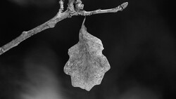 Frosted or aged leaf hanging from a bare twig against a dark blurred background.