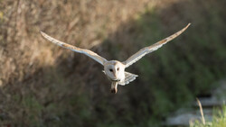 Barn owl in flight with wings spread wide against blurred rocky cliff background.