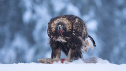 Golden eagle standing in snow with fresh kill, looking upward against blurred winter forest backdrop.