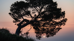 Silhouetted windswept tree against a soft pink and purple sunset sky with grass in the foreground.