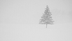 Solitary evergreen tree rendered in soft gray tones against a pale white background.