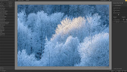 Frost-covered trees in a winter forest landscape with warm sunlight illuminating snow-laden branches.