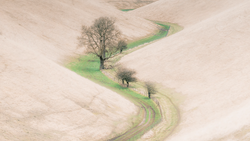 Aerial view of plowed fields with a solitary bare tree and tree-lined green lane curving through beige agricultural landscape.