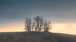 Silhouetted bare trees on a hillside against a twilight sky with warm and cool tones.
