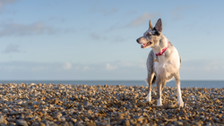 White and tan dog standing alert on a pebble beach with ocean horizon behind.