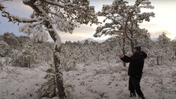 Person in dark clothing standing beside snow-laden pine tree in expansive winter forest landscape.