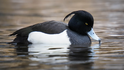 Male tufted duck swimming on water with distinctive black head and white body.