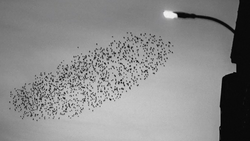 Large flock of birds flying in formation against an overcast sky at dusk, with a street lamp and building silhouette visible.