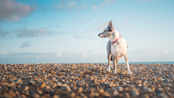 Lean dog standing alert on a pebble beach with ocean and sky behind.
