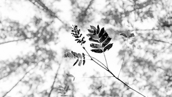 Upward view of delicate tree branches with compound leaves silhouetted against a bright, cloudy sky.
