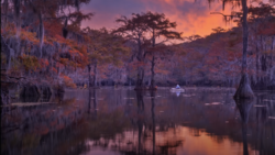 Cypress swamp at sunset with Spanish moss draped trees reflected in still water, small boat in distance.