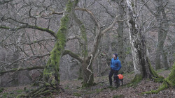 Two hikers exploring a dense forest with moss-covered trees and bare winter branches.