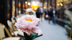 Pink peony with yellow center in sharp focus against blurred urban street scene with pedestrians and storefronts.
