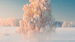 Frost-covered birch tree rising from misty snowy landscape under clear blue sky.