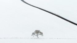 Solitary bare tree in a snow-covered field beneath an overcast sky with a curved dark line crossing the upper frame.