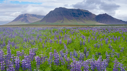 Purple lupine wildflowers blooming across a vast meadow beneath a dramatic layered mountain.