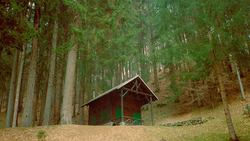 Red wooden shelter nestled among tall evergreen trees on a forest floor covered with pine needles.