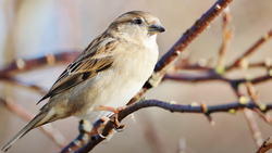 Small songbird with pale plumage and streaked wings perched on a thin branch.