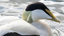 Close-up of a waterfowl with black head, white body, and yellow bill in water.