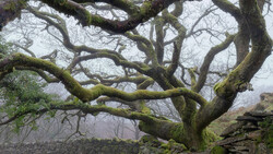Gnarled tree with moss-covered trunk and bare branches against misty landscape.