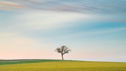 Solitary bare tree standing in a vast green field under a partly cloudy sky.