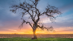Solitary bare tree silhouetted against a golden sunrise over a flat agricultural field.