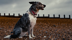 Black and white dog with red collar sitting on gravel, facing left with mouth open.
