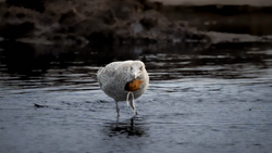 White bird with orange-red breast standing in shallow water, head slightly lowered.