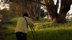 Photographer with camera on tripod capturing a large tree at golden hour in a park setting.
