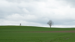 Minimalist landscape with a solitary bare tree and distant structure on a green hillside under overcast sky.