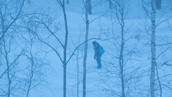 Silhouetted figure standing among bare birch trees in heavy fog or mist.