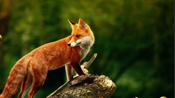 Red fox standing on a moss-covered log with blurred green foliage background.