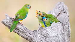 Four green parrots perched on weathered gray branches against a soft blurred background.