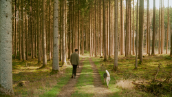 Person and dog walking down a tree-lined forest path with tall conifers on either side.