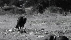Bald eagle perched on ground in wilderness setting, black and white film photograph.