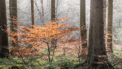 Young tree with golden-orange foliage stands among bare deciduous trees in misty forest.