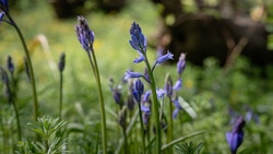 Purple wildflowers with delicate petals bloom among green foliage in soft natural light.