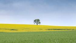 Solitary tree standing on a hillside dividing yellow and green fields under blue sky.