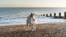 Dog standing on shingle beach facing camera with wooden groynes and calm sea behind.