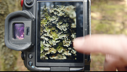 Thermal camera displaying close-up of lichen-covered tree bark with heat signature visualization on screen.