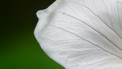 Close-up of white flower petals with delicate vein details against a soft green background.