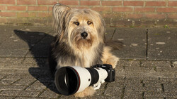 Shaggy-haired terrier mix posing with a large telephoto lens on pavement against brick wall.