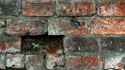 Small green plant seedling sprouting from a gap between weathered bricks with orange and gray patina.