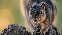 Fox squirrel perched on a textured rock, looking directly at the camera with alert expression.