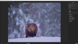 Bald eagle emerging from snowy landscape with blurred winter forest background.