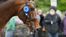 Brown horse wearing a blue ribbon rosette and leather halter at an outdoor event.
