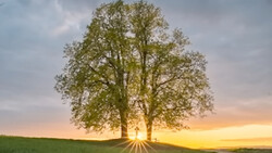 Solitary tree backlit by golden sunset on a green hillside.